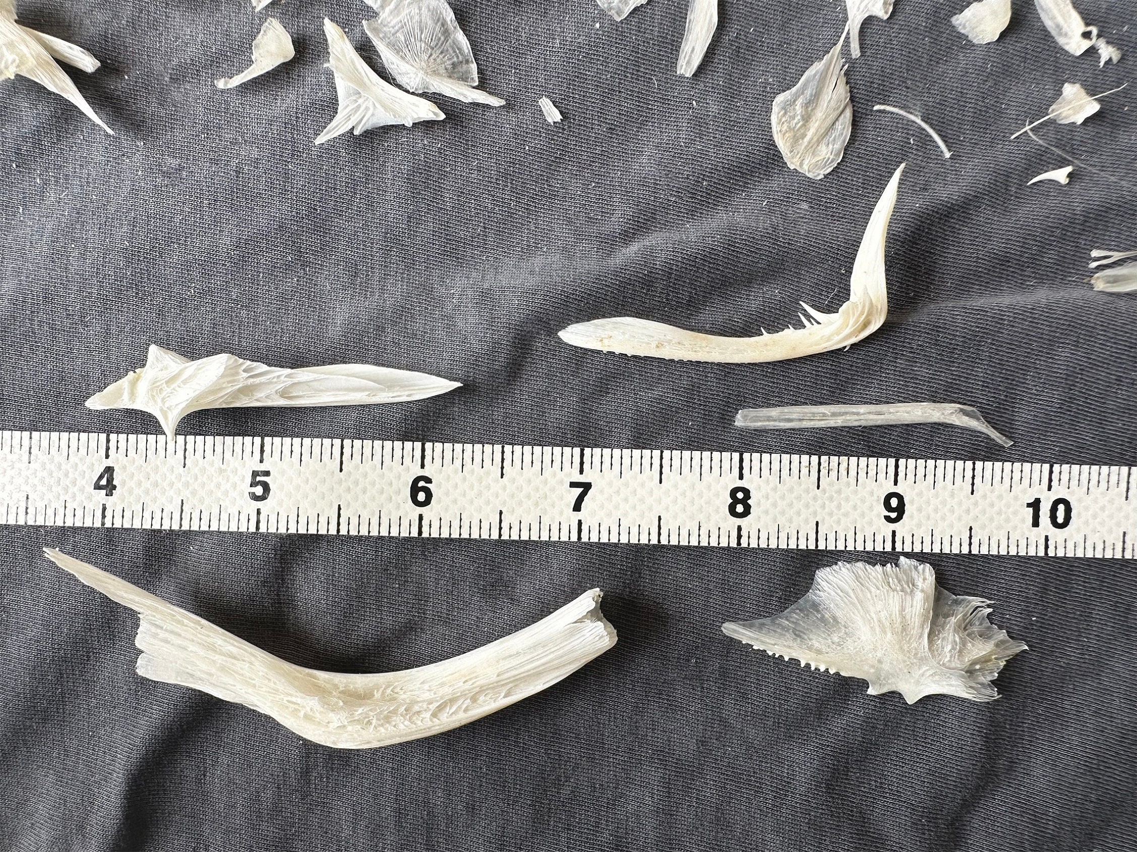 0.5- 1 Pack Real Fish Bone! More Than 50 Pieces on Average