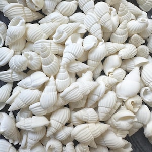 100 conchiglie Nassa bianche, piccole conchiglie bianche. Piccole conchiglie, regali per gli amanti della spiaggia, conchiglie artigianali, conchiglie sfuse, conchiglie artigianali, decorazioni da spiaggia