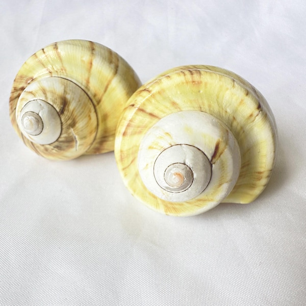Avocado Conch Zeeschelp: Hermit Crab Growth Shell (opening 1 1/5"-1 2/5")
