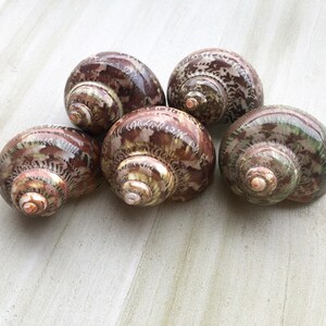 May include: Five brown and green seashells with intricate patterns. The shells are arranged in a semi-circle on a light wood surface.