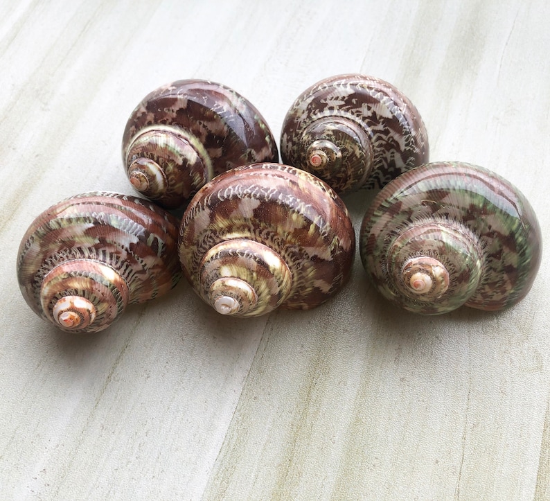 May include: Five brown and green seashells with intricate patterns. The shells are arranged in a semi-circle on a light wood surface.