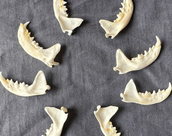 その他 VINTAGE JAW BONE CALIFORNIA FREE FORM il_340x270.5981077386_f34x.jpg