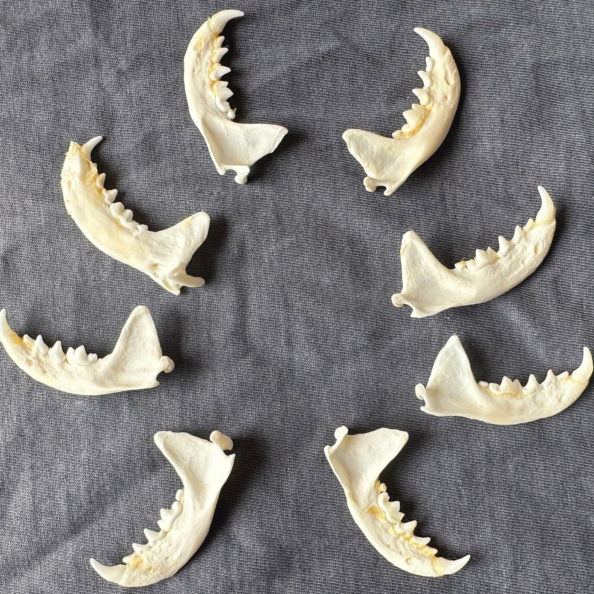 2-8 Pcs Mink Jawbone Taxidermy Knife Handle. Animal Bones,knive