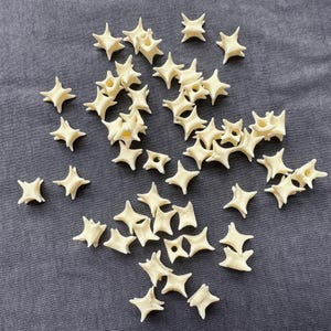 May include: A collection of small, off-white, four-pointed star-shaped bone vertebrae scattered across the frame. Each individual piece features a central circular opening and distinct, pointed protrusions extending from the centre in four directions.