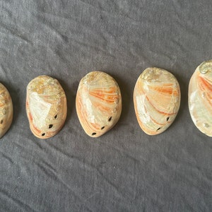 May include: Five abalone shells with iridescent colours and a pearlescent finish. The shells are arranged in a row from left to right, with the largest shell on the right and the smallest shell on the left.