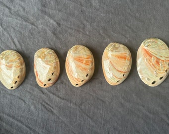 May include: Five abalone shells with iridescent colors and a pearlescent finish. The shells are arranged in a row from left to right, with the largest shell on the right and the smallest shell on the left.