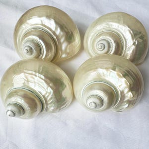 Big Size White Hermit Crab Sea Shell, 1 1/5" - 2 " Opening Hole.Growth Shells.