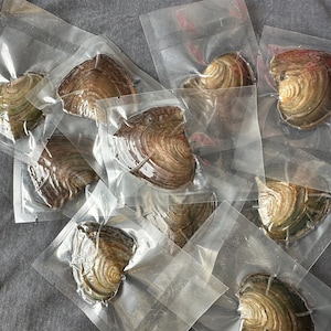 Wholesale Bulk Real Pearl Oysters with Natural Color Round Pearls.Akoya Oyster Pearl.Gemstones for Jewelry Making.