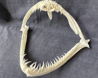 BIG REAL dried sea skate shark sharks jaw jaws taxidermy teeth