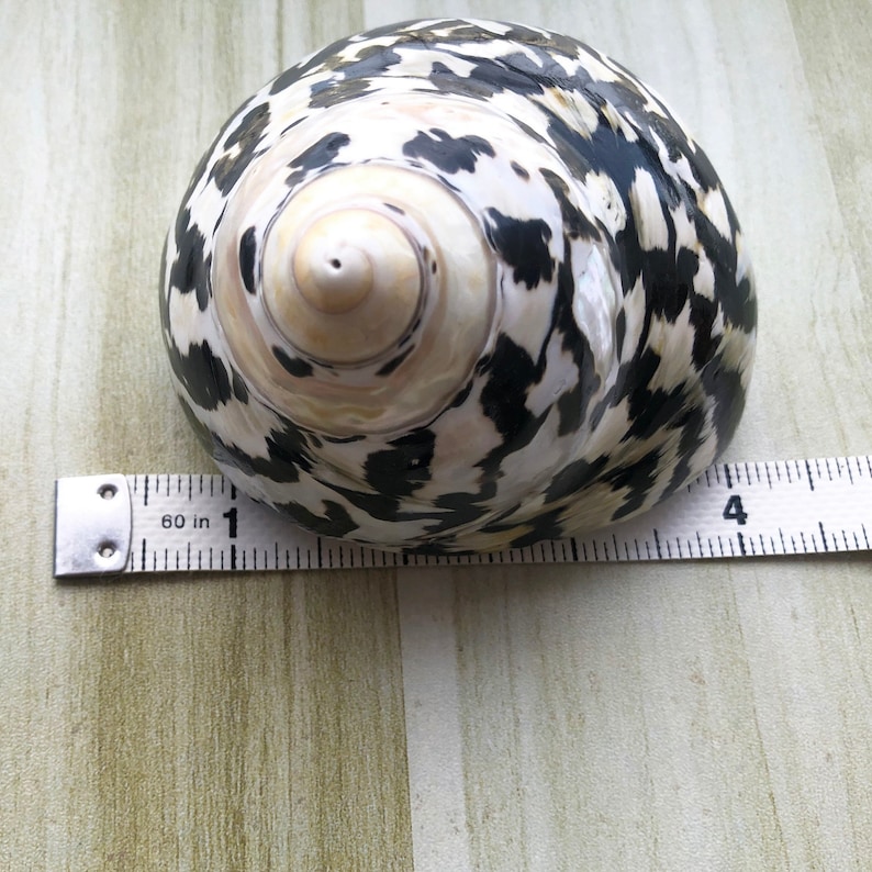May include: A black and white seashell with a spiral pattern. The shell is about 1 inch in diameter and is sitting on a wooden surface.