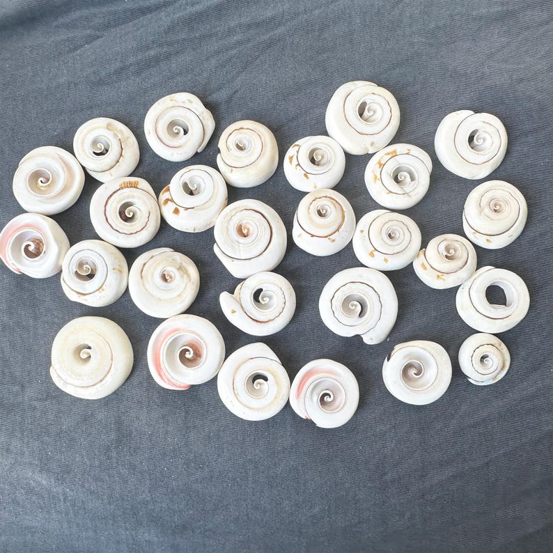 May include: A collection of white and brown seashells with spiral patterns. The shells are arranged in a random pattern on a gray fabric background.