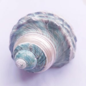 Big Size Blue and Green Stripe Polishing Hermit Crab Sea Shell, 1 7/8&quot; - 2 1/4&quot; Opening Hole.Growth Shells.Changing Shells.