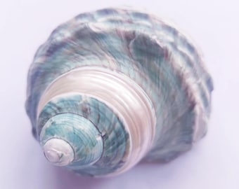 Big Size Blue and Green Stripe Polishing Hermit Crab Sea Shell, 1 7/8&quot; - 2 1/4&quot; Opening Hole.Growth Shells.Changing Shells.