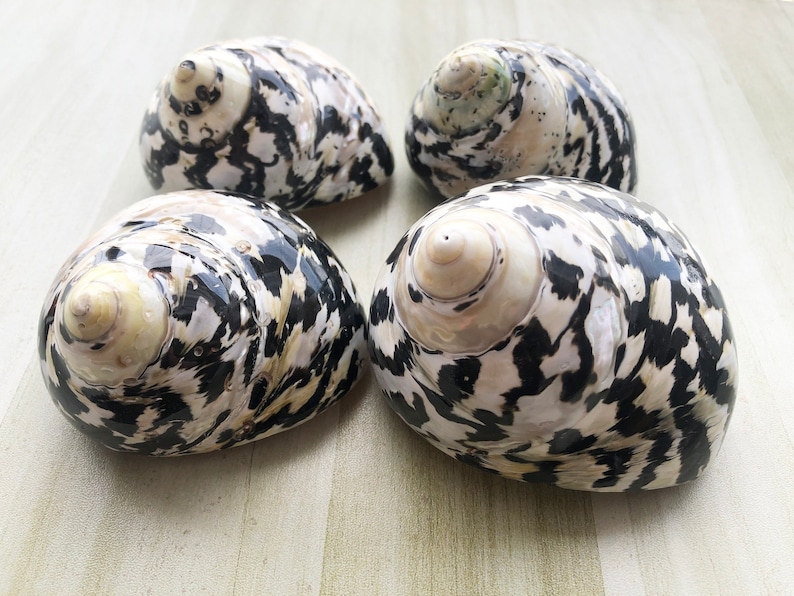 May include: Four black and white seashells with a mottled pattern. The shells are smooth and glossy.