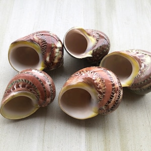May include: Five brown and white seashells with a spiral pattern. The shells are arranged in a semi-circle on a light wood surface.