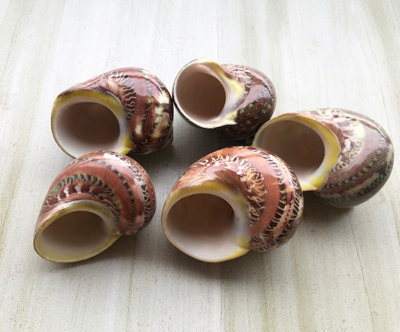 May include: Five brown and white seashells with a spiral pattern. The shells are arranged in a semi-circle on a light wood surface.
