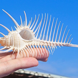 Big Size Murex Pecten Venus Comb Seashell.Natural Shells,Precious Seashell.Specimen Shell.