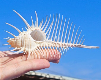 Big Size Murex Pecten Venus Comb Seashell.Natural Shells,Precious Seashell.Specimen Shell.