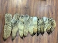 Large Plump Coyote Tails, select, 14-18", Soft Fur, Silky Tan Tails. 1 pcs true coyote tail. Coyote fur. Coyote leather. Animal fur.Tail