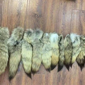 大きくふっくらとしたコヨーテの尻尾、厳選、14～18インチ、柔らかい毛皮、シルキーなタン色の尻尾。本物のコヨーテの尻尾1個。コヨーテの毛皮。コヨーテの革。動物の毛皮。尻尾