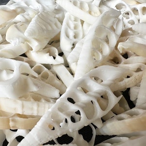 May include: A pile of white bamboo shoots, some are sliced and some are whole. The shoots are arranged in a random pattern.