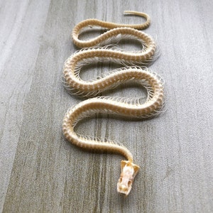 Véritable os de serpent entier. Inclut le crâne, la colonne vertébrale et le coccyx. A blanchi et désinfecté.Squelette de serpent.Vrai squelette,vrai crâne