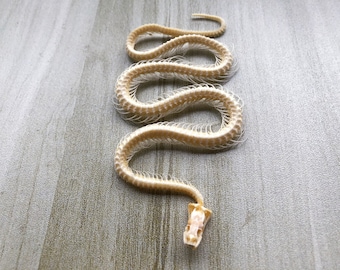 Véritable os de serpent entier. Inclut le crâne, la colonne vertébrale et le coccyx. A blanchi et désinfecté.Squelette de serpent.Vrai squelette,vrai crâne