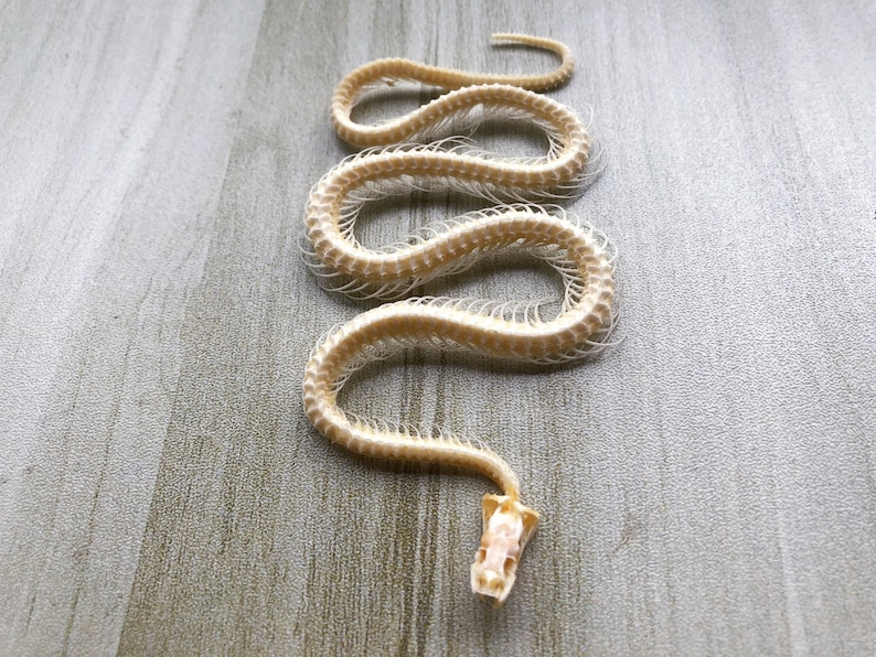 Real Whole Snake Bone. Includes Skull, Spine Vertebrae and Coccyx. Has Bleached and disinfected.Snake Skeleton.Real Skeleton,Real Skull image 1