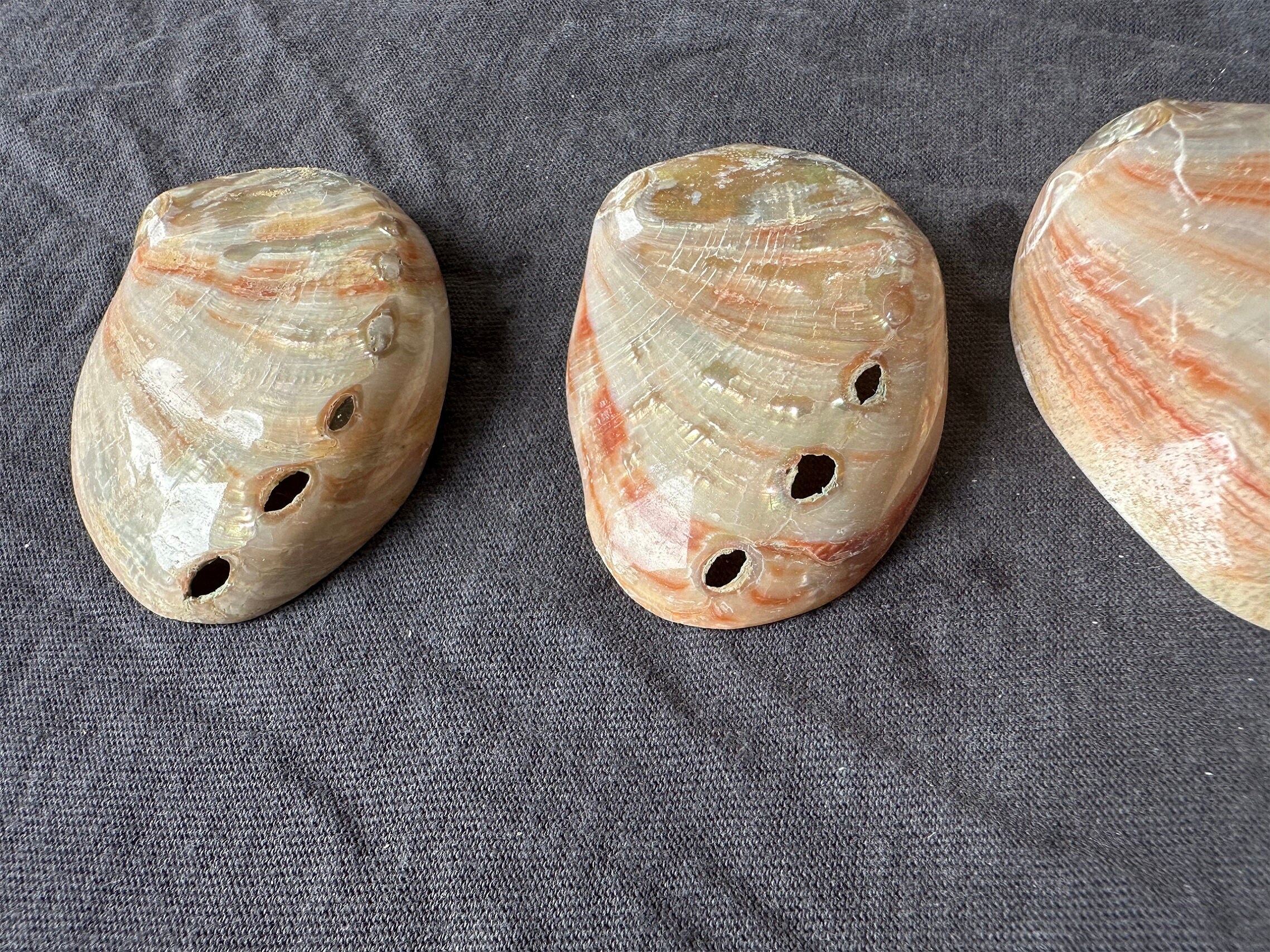 Red Abalone Shells (2-3"): Polished Natural Coastal Decor, Crafts - Etsy