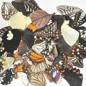 10-32pcs Real Butterfly Wings For Art And Jewelry Projects. Butterfly Wings Mix. Real Butterfly Wings. Taxidermy,Cruelty Free