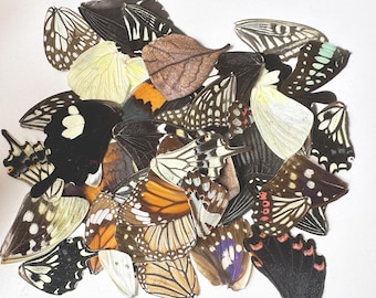 Real Butterfly Wings: Mixed for Art and Jewelry - Cruelty-Free