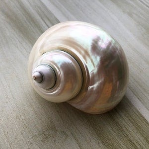 Duża muszla pustelnika białego, otwór 1 1/5" - 2". Muszle wzrostowe. Średnia muszla, zmieniająca się muszla, duża turbo muszla, polerowane turbo