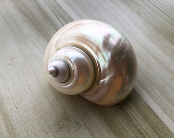 Large White Turbo Sea Shell for Hermit Crabs (1 3/5"-2" Opening)