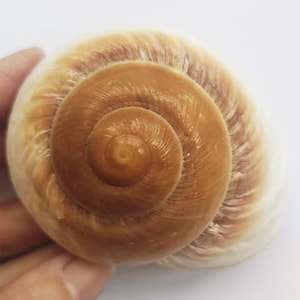 Bread Sea Shell for Hermit Crab: Growth & Changing Shell