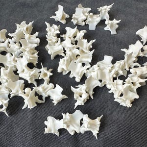 本物のヘビの椎骨30～60個。彫刻用ヘビの骨。アートジュエリービーズ用骨。バルクヘビの椎骨。ばら売りのヘビの骨、本物の動物の骨