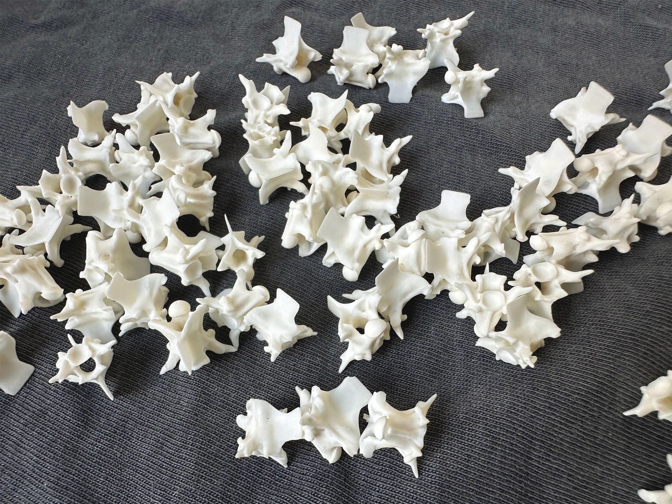 Real Snake Vertebrae Bones: Craft & Jewelry Supplies