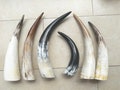 Multiple Sizes Big Polished Black Buffalo Horn, 8-24", Marbled Buffalo Horn.Bison Horn,Powder Horn,Real Buffalo Horn,Horn Drinking Cup. product logo