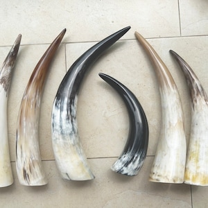 Multiple Sizes Big Polished Black Buffalo Horn, 8-24", Marbled Buffalo Horn.Bison Horn,Powder Horn,Real Buffalo Horn,Horn Drinking Cup.