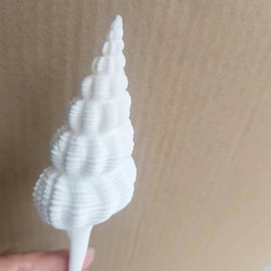 Big Size IceCream Shell.Natural Shells,Precious Seashell.Specimen Shell.