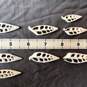 May include: Nine white seashells with a lattice pattern, arranged on a gray fabric background with a ruler for scale. The shells are approximately 2 inches long.