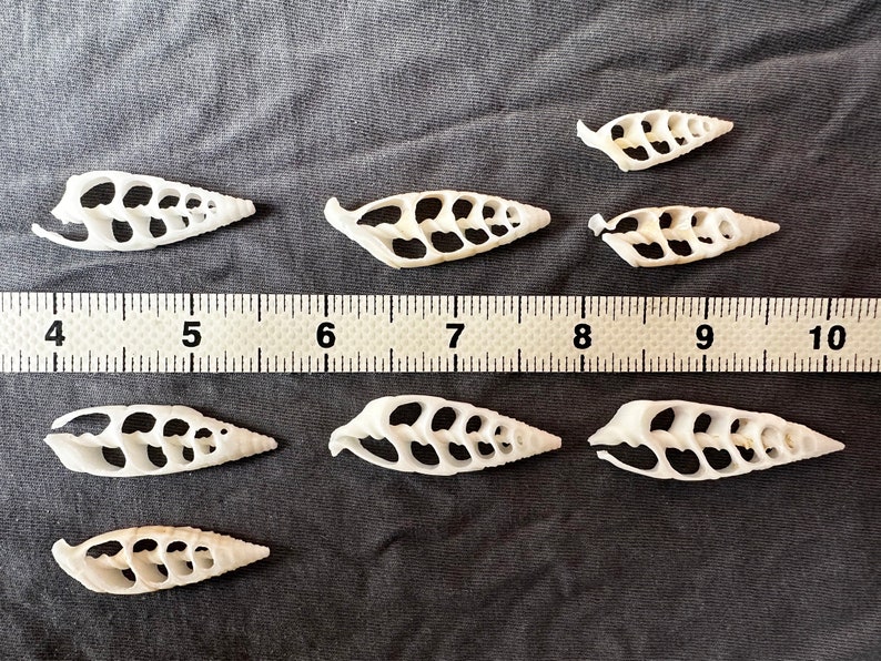 May include: Nine white seashells with a lattice pattern, arranged on a gray fabric background with a ruler for scale. The shells are approximately 2 inches long.