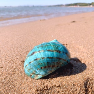 Big Size Hermit Crab Sea Shell, 1 7/8 2 1/4 Opening Hole.green Mother