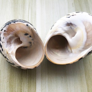 May include: Two seashells with black and white markings. The shells are open and show the inside of the shell, which is a light beige color.
