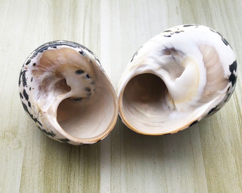 May include: Two seashells with black and white markings. The shells are open and show the inside of the shell, which is a light beige color.
