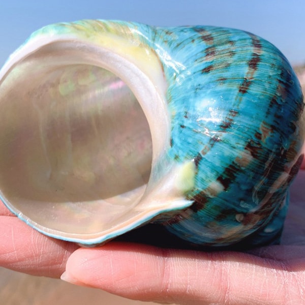 Big Size Hermit Crab Sea Shell, 1 7/8" - 2 1/4" Opening Hole.Green Mother of PEARL JADE TURBO Sea Shell Hermit Crab