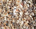 200 Mixed Natural Small SeaShells, 1/3"-1/2" . Shell Crafts, Bulk shells, Wholesale shells.Beach Lover Gifts,Shells For Art. product logo