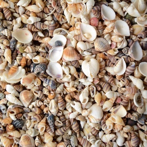 200 piccole conchiglie naturali miste, da 1/3" a 1/2". Artigianato con conchiglie, conchiglie all'ingrosso, conchiglie all'ingrosso. Regali per gli amanti della spiaggia, conchiglie per l'arte.