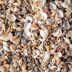 200 Mixed Natural Small SeaShells, 1/3"-1/2" . Shell Crafts, Bulk shells, Wholesale shells.Beach Lover Gifts,Shells For Art.