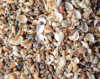 200 Mixed Natural Small SeaShells, 1/3"-1/2" . Shell Crafts, Bulk shells, Wholesale shells.Beach Lover Gifts,Shells For Art.