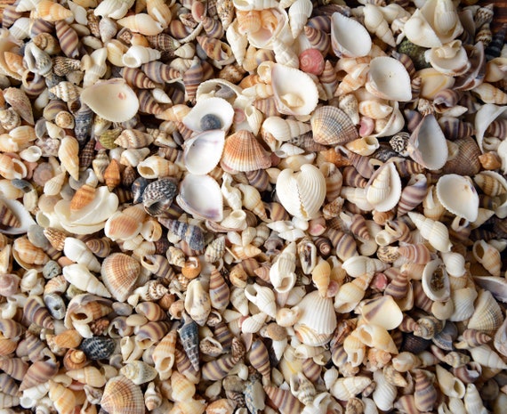 200 Mixed Natural Small Seashells, 1/31/2 . Shell Crafts, Bulk